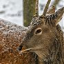 Зоопарк на Садгороде дарит предновогодние подарки от тигриц Уссурки и Амурки