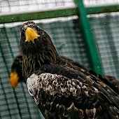 Зоопарк на Садгороде дарит предновогодние подарки от тигриц Уссурки и Амурки