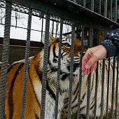 Зоопарк на Садгороде дарит предновогодние подарки от тигриц Уссурки и Амурки