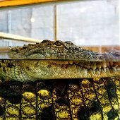 Зоопарк на Садгороде дарит предновогодние подарки от тигриц Уссурки и Амурки