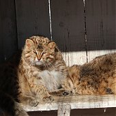 Зоопарк на Садгороде дарит предновогодние подарки от тигриц Уссурки и Амурки
