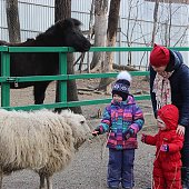 Зоопарк на Садгороде дарит предновогодние подарки от тигриц Уссурки и Амурки