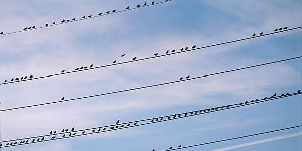 Птицы положительно влияют на психологическое здоровье человека