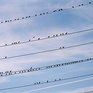 Птицы положительно влияют на психологическое здоровье человека