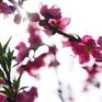 Ханами в снимках Instagram