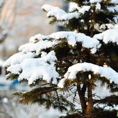 Владивосток засыпало снегом. Он будет идти и в начале недели