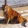 Амурские тигры в китайском зоопарке сильно растолстели