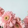 Владивостокцам расскажут, как создать красивый сад своими руками
