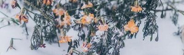 До 42 мм снега выпало на крайнем севере Приморья на выходных