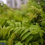 В четверг во Владивостоке выпала декадная норма дождя