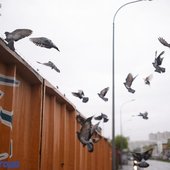 В четверг во Владивостоке выпала декадная норма дождя