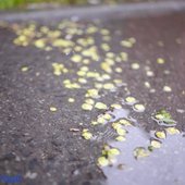 В четверг во Владивостоке выпала декадная норма дождя