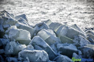 Площадь припайного льда в Амурском заливе в этом году больше