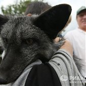 Новые домашние животные: Лисы и норки