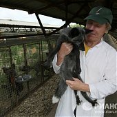 Новые домашние животные: Лисы и норки