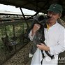 Новые домашние животные: Лисы и норки
