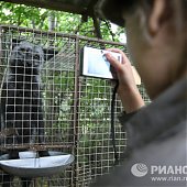 Новые домашние животные: Лисы и норки