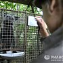 Новые домашние животные: Лисы и норки
