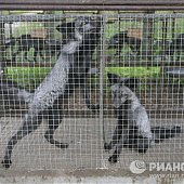 Новые домашние животные: Лисы и норки