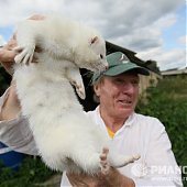 Новые домашние животные: Лисы и норки
