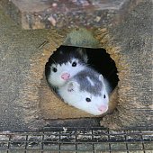 Новые домашние животные: Лисы и норки