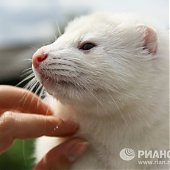 Новые домашние животные: Лисы и норки