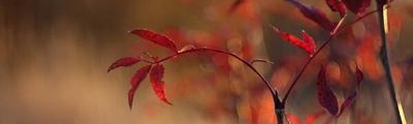 Синоптики рассказали, чем удивит погода в Приморье на предпоследней неделе октября