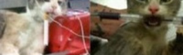 Сотрудники приюта заставляли курить животных