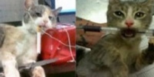 Сотрудники приюта заставляли курить животных