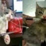 Сотрудники приюта заставляли курить животных