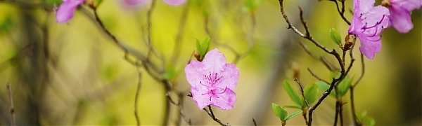 Волна тепла накроет Приморье