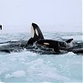 Сахалинские спасатели вызволяют зажатых льдом касаток