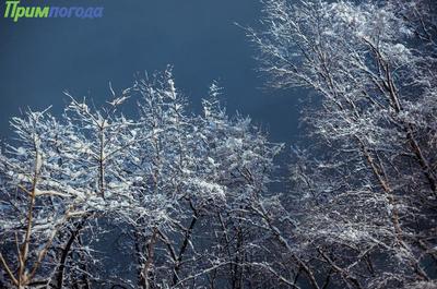 Ночью и утром в пятницу во Владивостоке ожидается мокрый снег