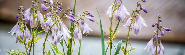 В Приморье вновь пройдут дожди, не исключены ливни с грозами