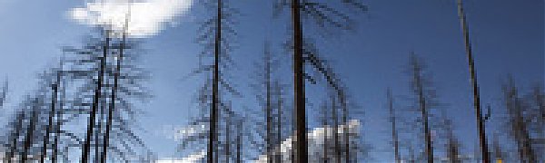 Все лесные пожары в Приморье потушены