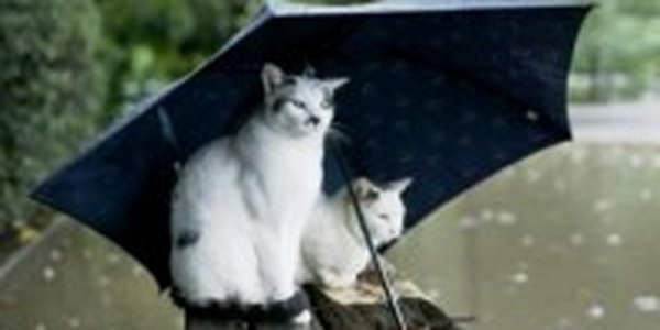 В Ставрополье из-за сильных ливней введен режим ЧС
