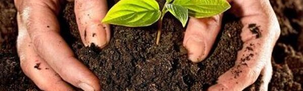 Внимание! В Лесозаводском районе верхний слой почвы переувлажнен