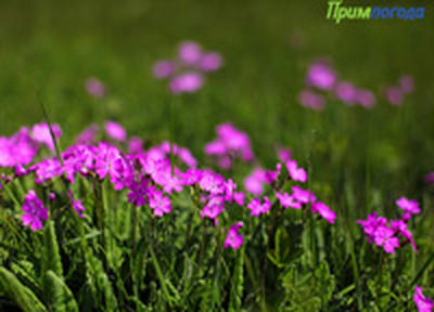 В выходные дни в Приморье будет жарко