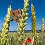 Удивительная жизнь полевых мышей-малюток