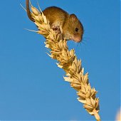 Удивительная жизнь полевых мышей-малюток