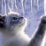 Брянск проводит конкурс среди сосулек