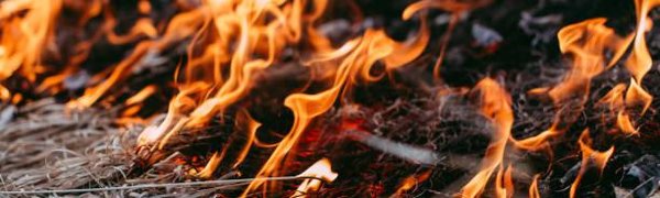 «Горячая линия» по предупреждению лесных пожаров заработала в Приморье