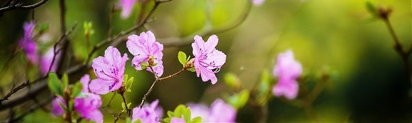 Сухая и тёплая погода сохранится в Приморье до конца рабочей недели