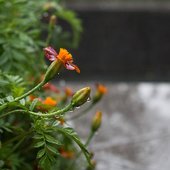 В первые дни сентября дожди в Приморье пойдут на убыль
