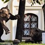 В центре Москвы появится скульптура амурских тигрят