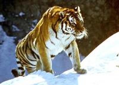 WWF России и WWF Китая начали мониторинг тигра в КНР WWF России и WWF Китая начали мониторинг тигра в КНР