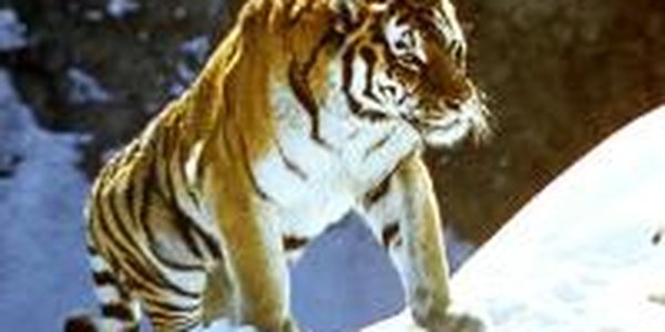 WWF России и WWF Китая начали мониторинг тигра в КНР