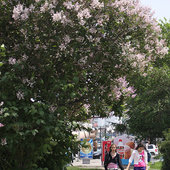 Владивосток ненадолго посетило лето (ФОТО)