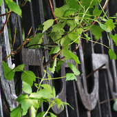 Владивосток ненадолго посетило лето (ФОТО)