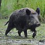 В Уссурийске выпущенные на волю кабаны вернулись в зоопарк